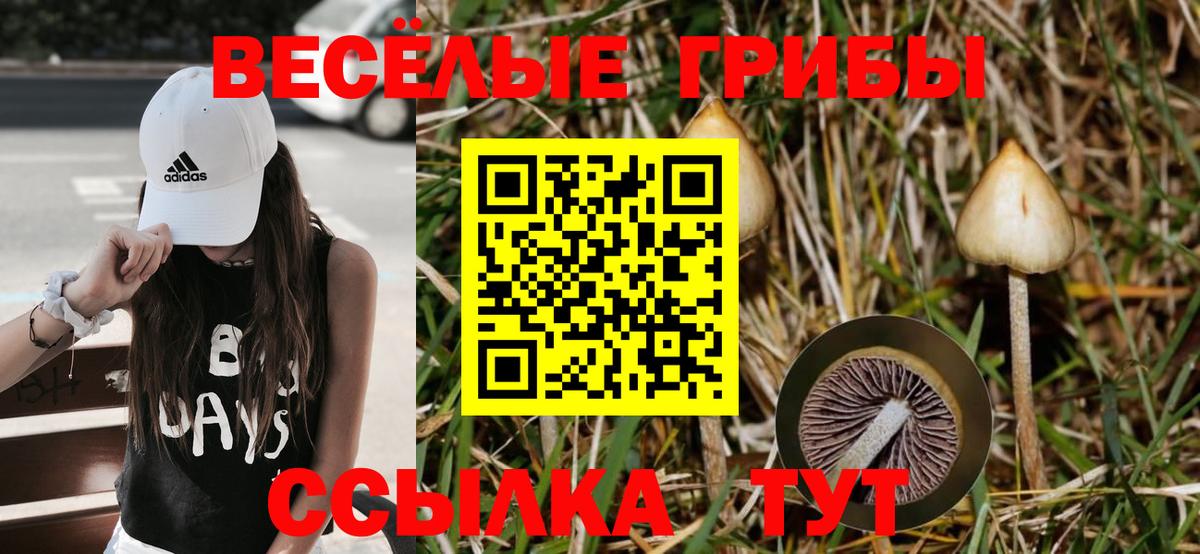 Псилоцибиновые грибы GOLDEN TEACHER Тимашёвск