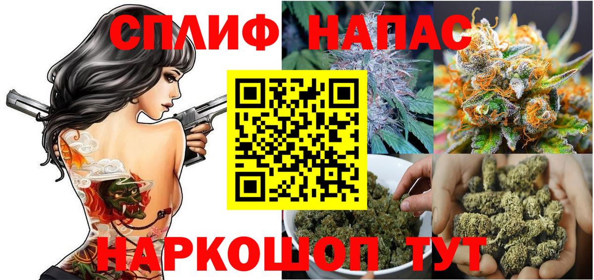 Каннабис план Тимашёвск